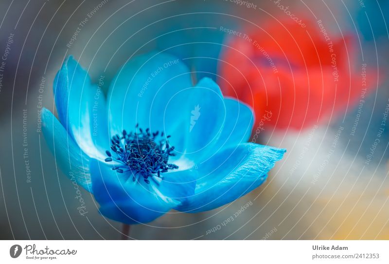 Blaue Anemonenblüte elegant harmonisch Erholung ruhig Meditation Dekoration & Verzierung Tapete Bild Postkarte Geburtstag Natur Pflanze Frühling Sommer Blume