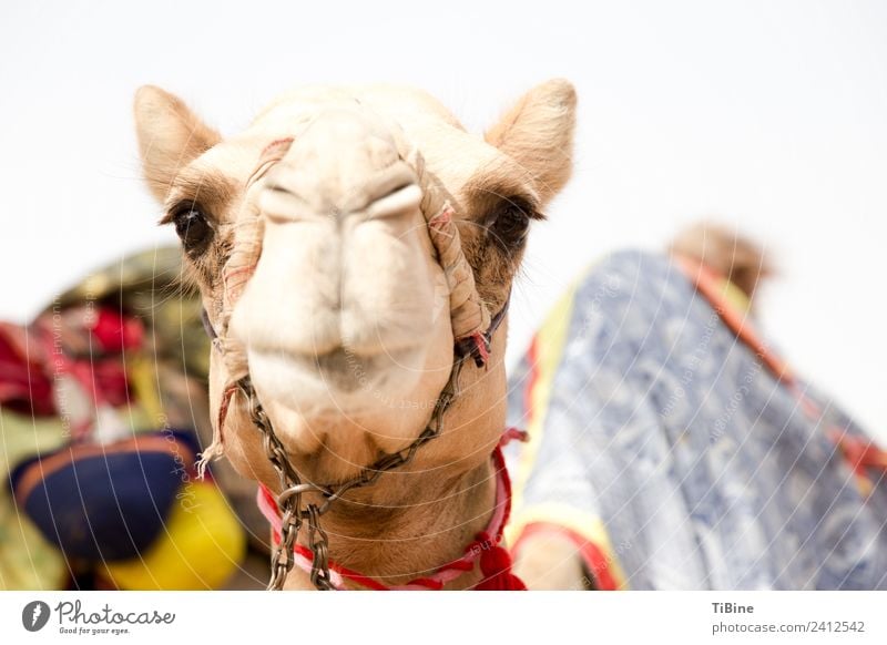 Kamelblick 1 Tier Ferien & Urlaub & Reisen Wahrheit Abenteuer Kamelrennen Dubai Porträt Reisefotografie Farbfoto Außenaufnahme Tag Schwache Tiefenschärfe