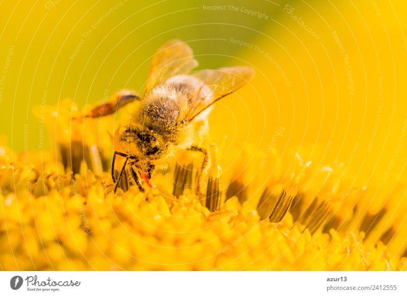 Makro Honig Biene sammelt gelbe Pollen auf Sonnenblume in Natur Körper Sommer Sonnenbad Arbeit & Erwerbstätigkeit Umwelt Pflanze Tier Sonnenlicht Frühling