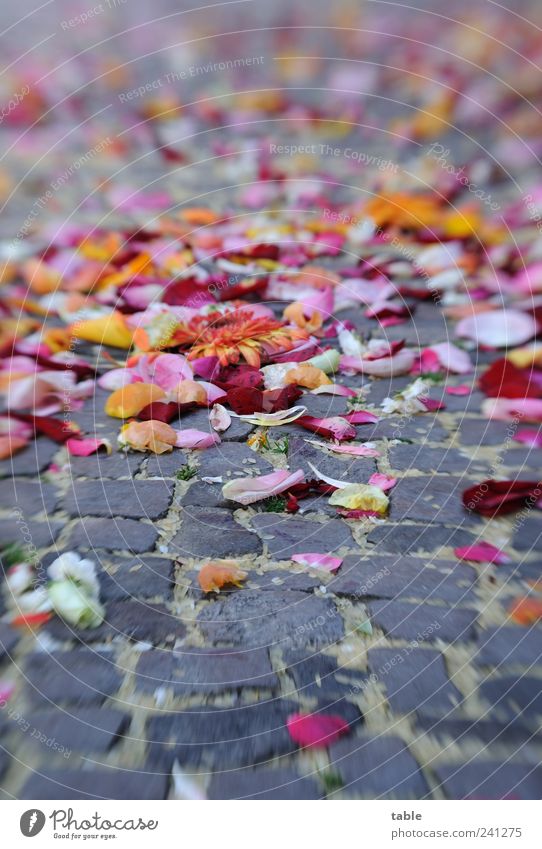 Blütenträume Glück Feste & Feiern Blume Rose Blatt Blütenblatt Straße Straßenbelag Bürgersteig Stein liegen verblüht Duft mehrfarbig grau Gefühle Freude