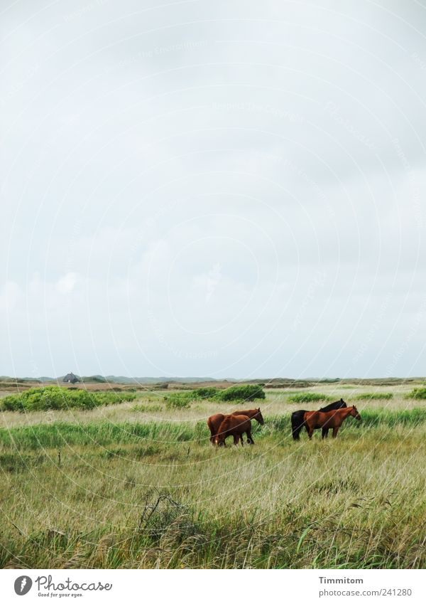 Freunde II Ferien & Urlaub & Reisen Umwelt Natur Landschaft Pflanze Tier Wolken Wiese Nordsee Nymindegab Dänemark Menschenleer Pferd 4 Tiergruppe frei groß grün