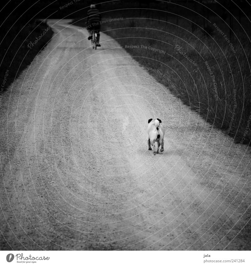 warte, mensch! Mensch maskulin Mann Erwachsene 1 Landschaft Pflanze Gras Wege & Pfade Tier Haustier Hund fahren laufen Mops Fahrrad Schwarzweißfoto