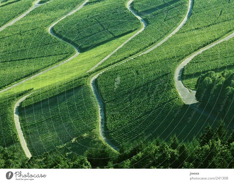 Umwege Landschaft Sommer Schönes Wetter Nutzpflanze Berge u. Gebirge Wege & Pfade grau grün ruhig Weinberg Weinbau Farbfoto Außenaufnahme Menschenleer Tag