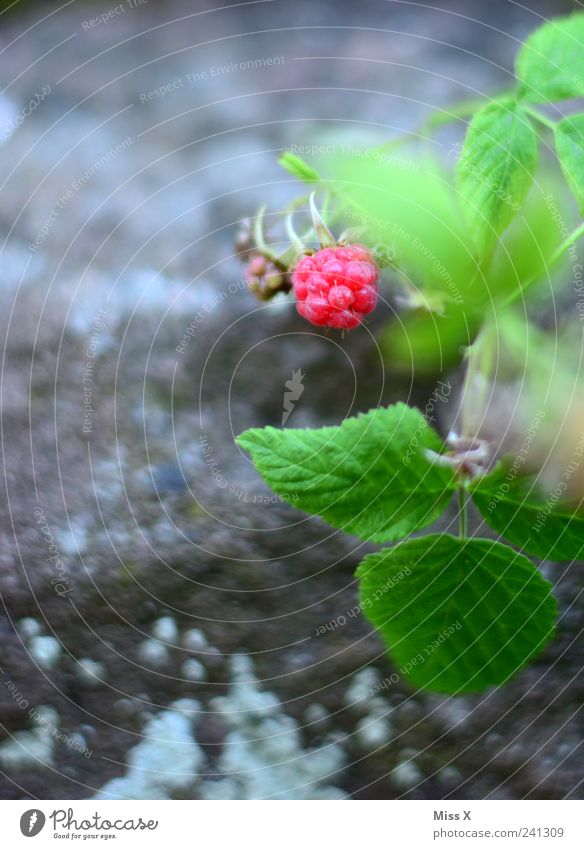 Himbeerchen Lebensmittel Frucht Ernährung Garten Natur Sommer Pflanze Sträucher Blatt Wachstum klein lecker süß rosa Himbeeren Beeren Waldfrucht Farbfoto