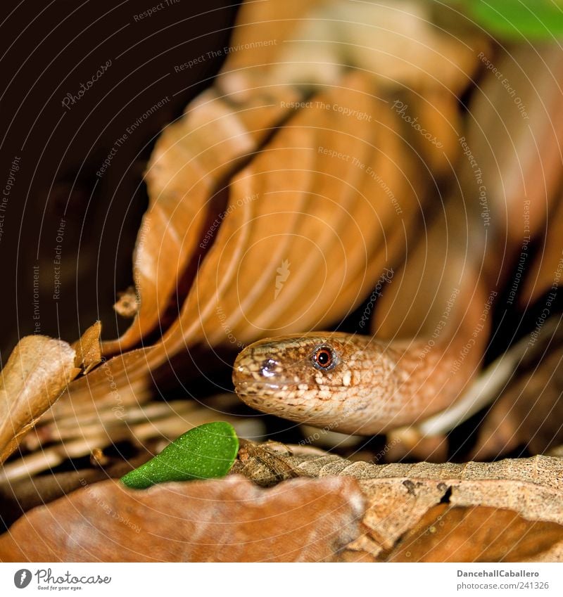 Verführung Umwelt Tier Erde Garten Schlange Echsen Blindschleiche Reptil Auge Kopf 1 beobachten Blick bedrohlich Neugier braun grün schwarz Stimmung Natur