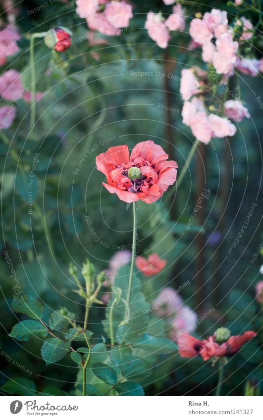 Anfang und Ende Sommer Rose Blüte Wildpflanze Mohn Mohnblüte Garten Blühend verblüht ästhetisch authentisch natürlich grün rosa rot Stimmung Romantik Beginn