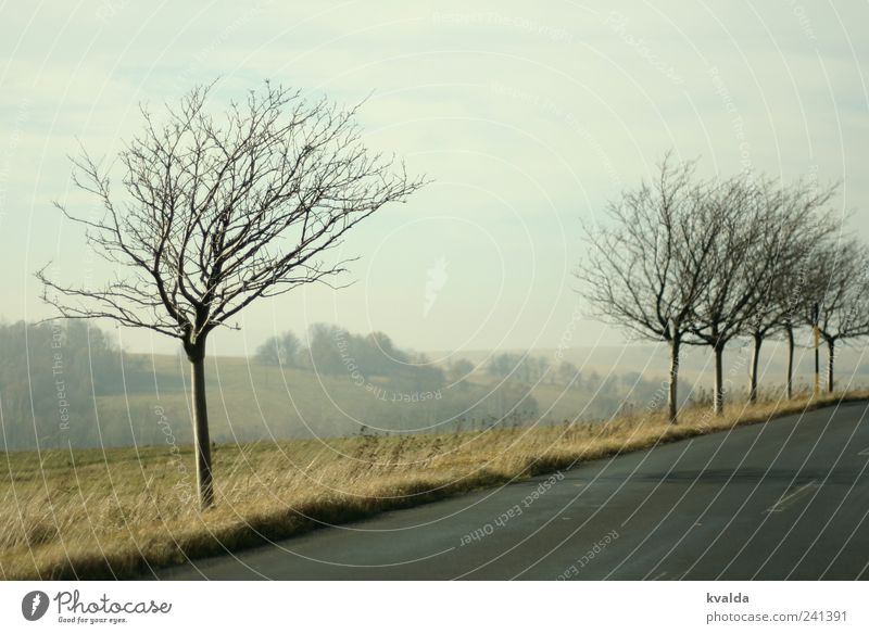 Lücke Natur Landschaft Pflanze Himmel Herbst Baum Wiese Hügel Verkehrswege Straße entdecken grau Sehnsucht Fernweh Einsamkeit Erholung Idylle ruhig Ferne