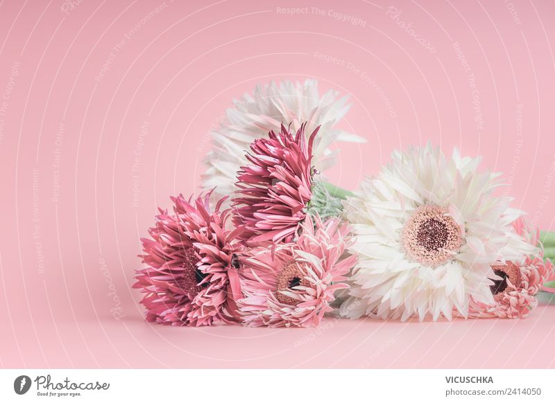 Pastell rosa Blumen elegant Stil Design Sommer Veranstaltung Feste & Feiern Muttertag Hochzeit Geburtstag Natur Pflanze Blatt Blüte Dekoration & Verzierung