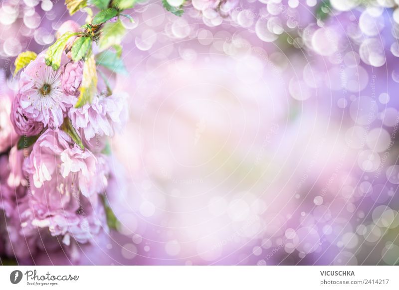 Lila Blüten Hintergrund Design Sommer Natur Pflanze Frühling Blume Dekoration & Verzierung Blumenstrauß trendy violett rosa Hintergrundbild Unschärfe