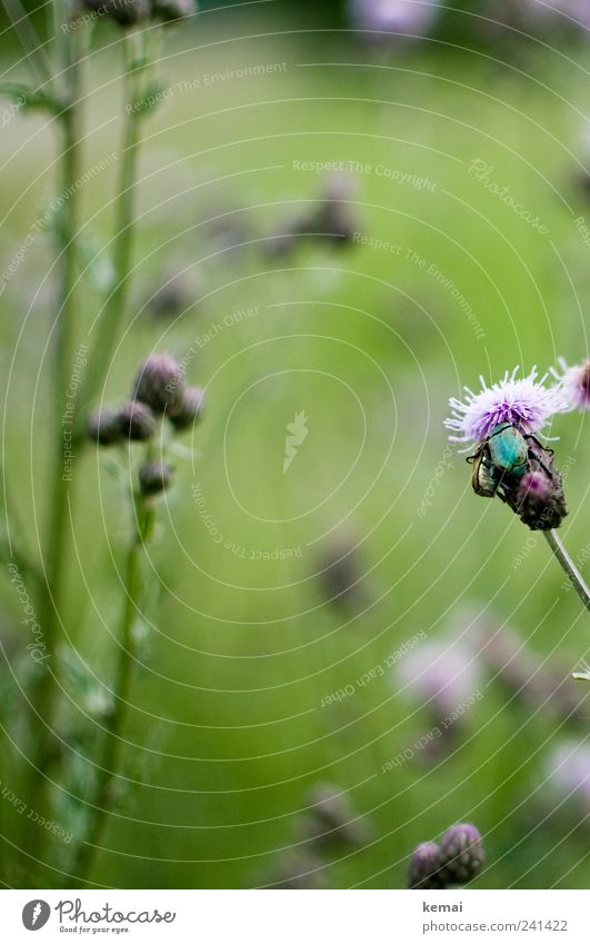 Freunde Umwelt Natur Pflanze Tier Sommer Schönes Wetter Blume Gras Blatt Blüte Grünpflanze Wildpflanze Wiese Wildtier Insekt Käfer Käferbein 2 Fressen sitzen