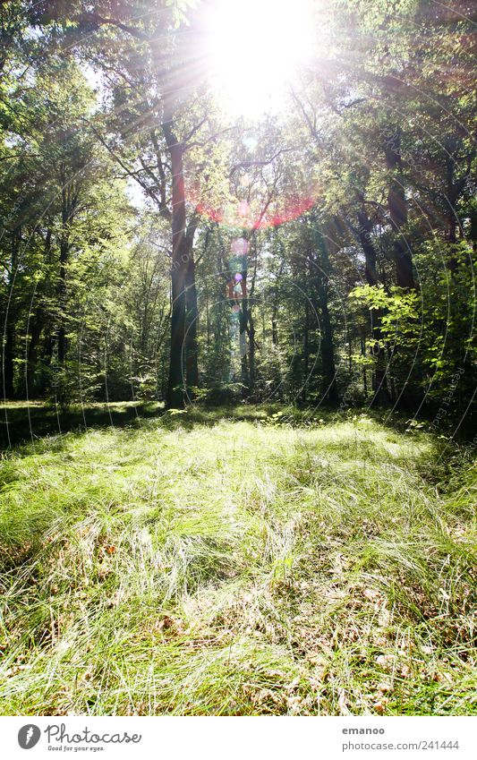 Sonne im Graswald Ferien & Urlaub & Reisen Ausflug Freiheit Sommer wandern Umwelt Natur Landschaft Pflanze Klima Wetter Baum Wald Wachstum exotisch hoch