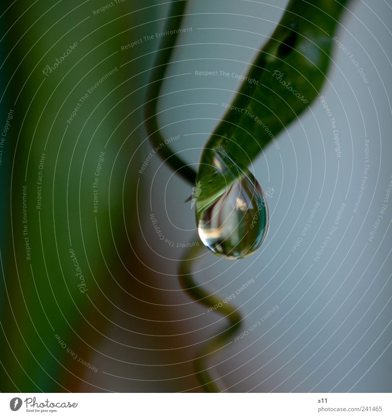 Träne Umwelt Natur Pflanze Wassertropfen Blatt berühren fallen glänzend hängen elegant Flüssigkeit natürlich schön grün Spirale Tränen weinen Traurigkeit nass