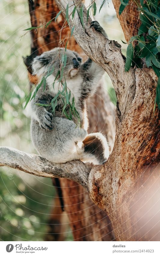Grauer Koala auf einen Baum klettern Essen schön Natur Tier Blatt Wald Küste Wildtier 1 niedlich wild grau Australien Eukaliptus Western Bär Eukalyptus süß