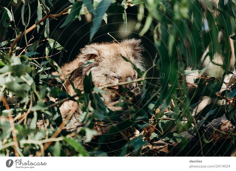 Süßer, verschlafener Koala Essen Natur Tier Baum Blatt Eukalyptusbaum Wald Küste Australien Victoria Wildtier 1 Tierjunges niedlich wild grau grün Western Bär