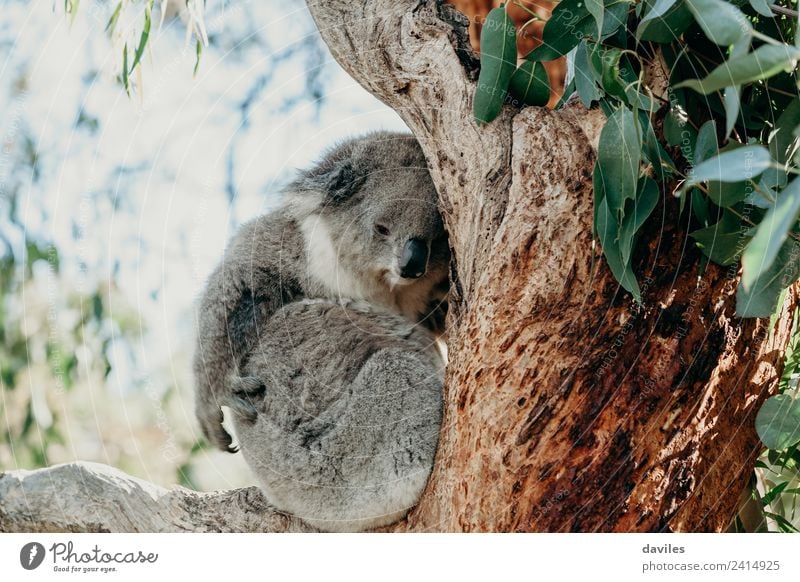 Süßer Koala, der den Arm bewegt. Baum Wildtier 1 Tier schlafen niedlich grau in ein Eukalyptus Ast Kratzen Australien Farbfoto Außenaufnahme Menschenleer