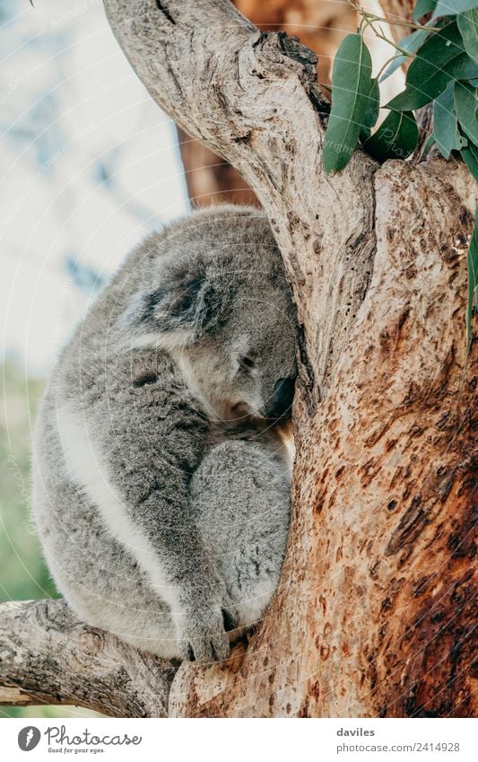 Grauer Koala, der auf einem Baumzweig schläft. Zoo Natur Tier schlafen natürlich niedlich wild grau Bär Australien nach oben Tierwelt Säugetier Fauna Australier