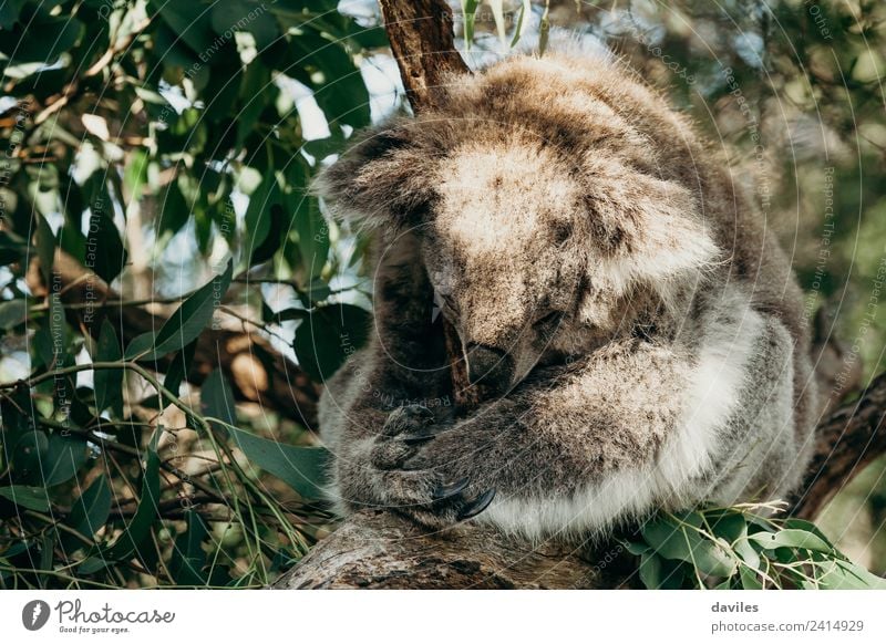 Süßer Koala im Schlaf Natur Tier Baum Blatt Wald Australien Victoria Wildtier 1 schlafen natürlich niedlich wild grau Bär Säugetier Australier Beuteltiere