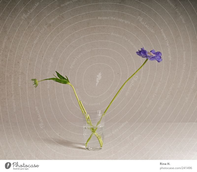 Scabiosen im Glas II Stil Blume Blüte Dekoration & Verzierung Blühend ästhetisch violett Blumenstrauß Knospe Vase Stillleben Farbfoto Innenaufnahme Menschenleer