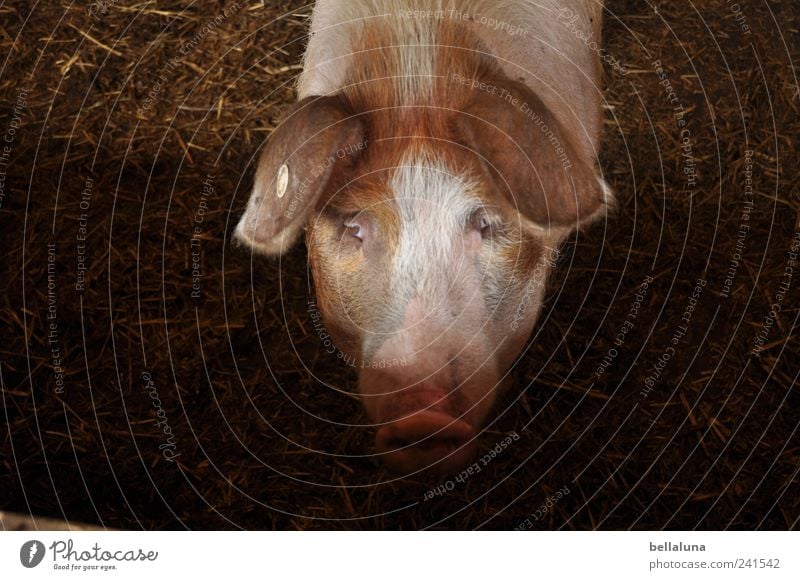 Ein XXL-Glücksschwein... Natur Tier Haustier Nutztier Tiergesicht 1 beobachten Blick Schwein Schweinerei Schweinekopf Schweinschnauze Auge Farbfoto