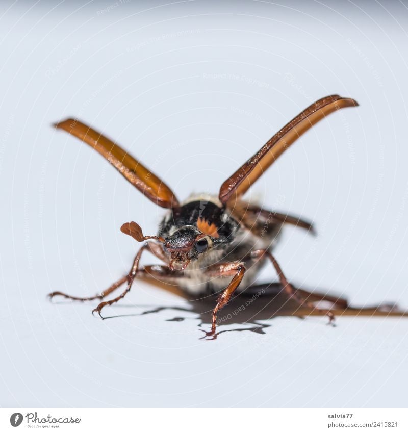 Maikäfer flieg! Natur Frühling Tier Käfer Tiergesicht Flügel Insekt 1 fliegen krabbeln braun weiß Glück Mobilität Flugzeugstart Schädlinge Farbfoto