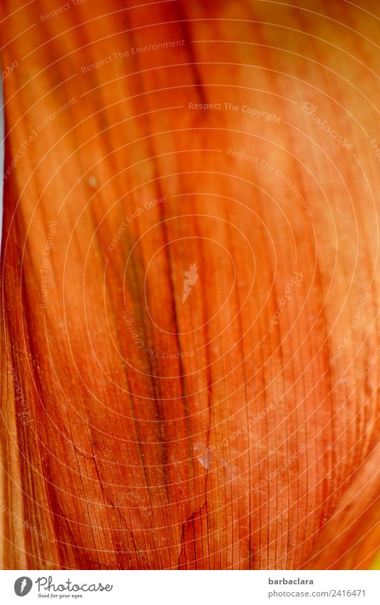 Nullachtfünfzehn | einfach ein Blatt Pflanze Gras Linie Streifen leuchten ästhetisch trocken orange rot Farbe Klima Natur Umwelt Vergänglichkeit