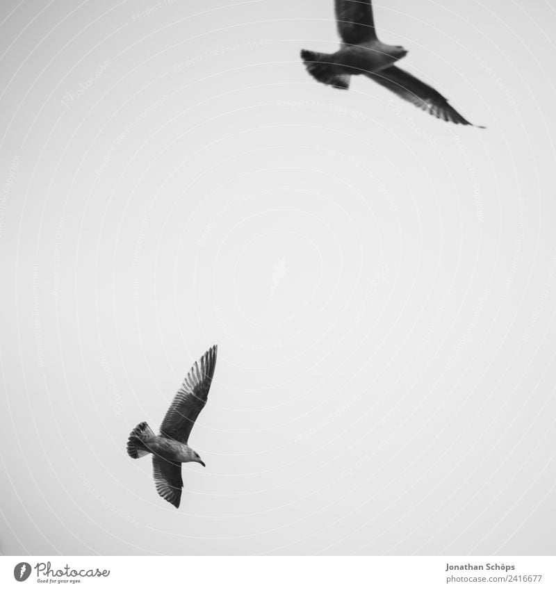 Zwei Möwen am Himmel Umwelt Tier Urelemente Luft Wolken Klima Vogel Tiergruppe Schwarm Möwenvögel Vogelschwarm kreisen fliegen Meer Küste Hintergrundbild