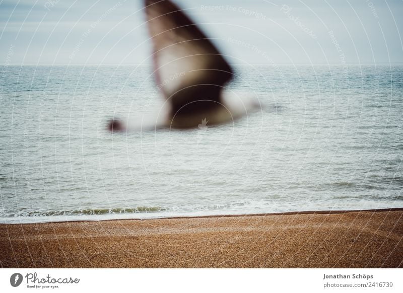 Möwe vor Meer Landschaft Himmel Wetter Tier 1 außergewöhnlich achtsam Gelassenheit geduldig Brighton Strand Möwenvögel Vogel fliegen Horizont fokussieren