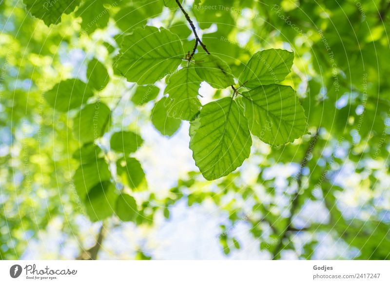 grüne Blätter einer Baumkrone Umwelt Natur Pflanze Himmel Frühling Schönes Wetter Blatt Buche Wald Küste frisch hell schön weiß Erholung Hoffnung Idylle