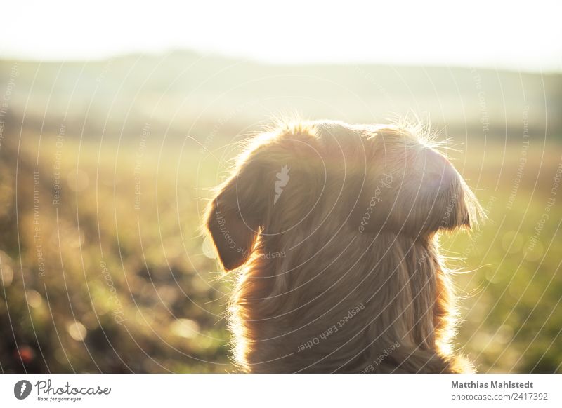 Into the wild Natur Landschaft Horizont Sonnenlicht Feld Tier Haustier Hund Fell 1 beobachten entdecken Blick Glück Unendlichkeit natürlich weich braun gelb