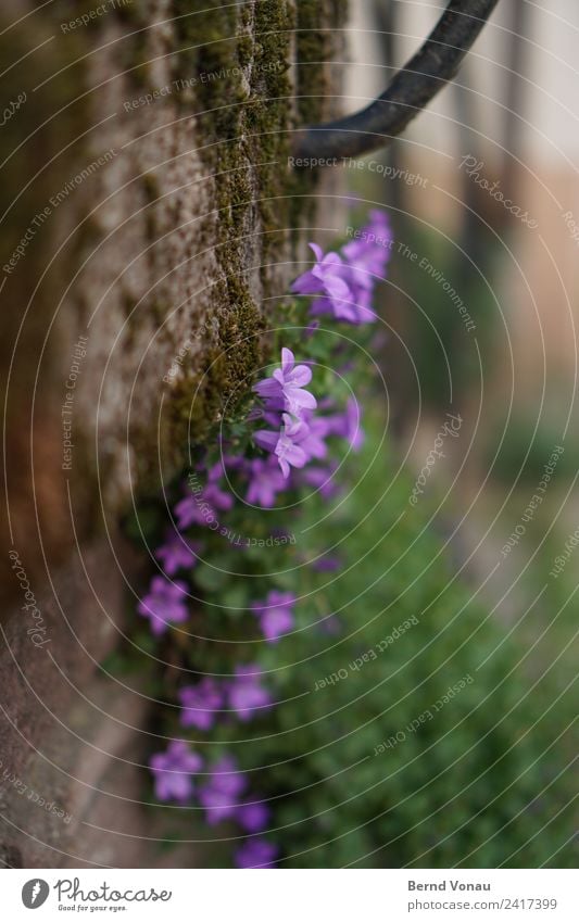 Mauerblümchen Blume Wand schön verstecken mauerblümchen Mauerpflanze Moos Wachstum Überleben Blüte klein violett zart grau grün Frühling Randerscheinung Wegrand