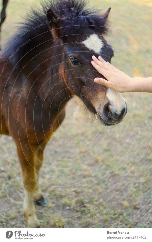 KONTIKI Tier Pferd 1 Tierjunges kuschlig Streicheln Haare & Frisuren Ponys klein niedlich sanft Nase Hand Vorsicht Kommunizieren annäherung nah braun Fell
