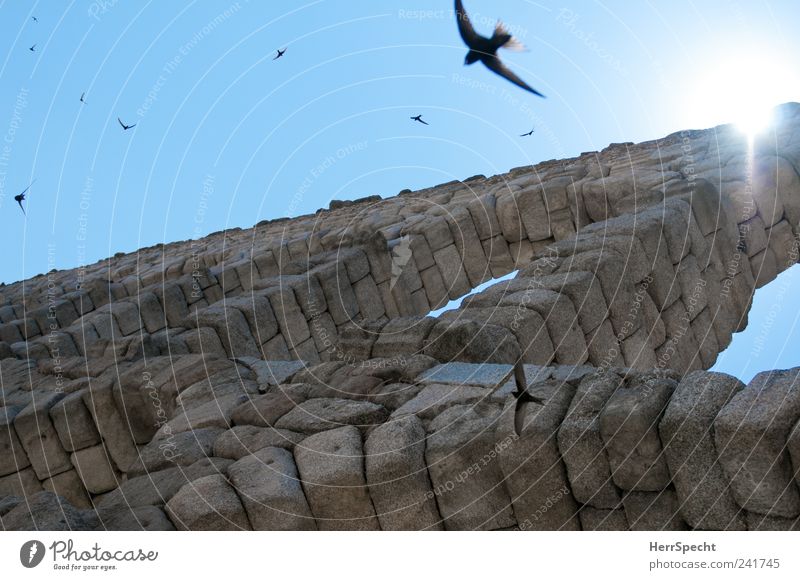 Aquäduktschwalben II Segovia Spanien Altstadt Sehenswürdigkeit Wahrzeichen Vogel Schwalben Schwarm Stein blau grau Torbogen fliegen Sommer Nisten Brutpflege
