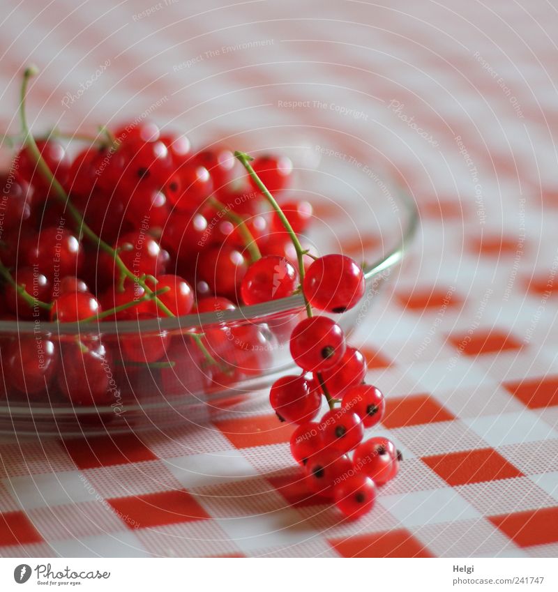 frisch gepflückte rote Johannisbeeren liegen in einer Glasschale auf einer rot-weiß-karierten Tischdecke Lebensmittel Frucht Ernährung Bioprodukte