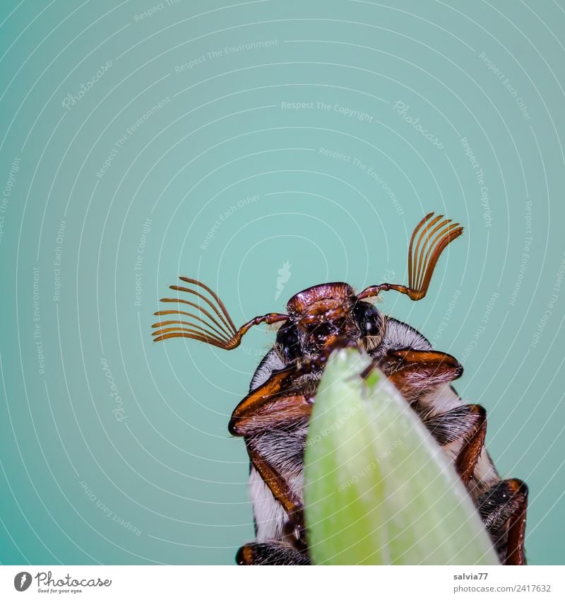Maikäfer flieg Umwelt Natur Frühling Blatt Tier Tiergesicht Insekt Käfer 1 krabbeln türkis Frühlingsgefühle oben Fühler Antenne Farbfoto Außenaufnahme