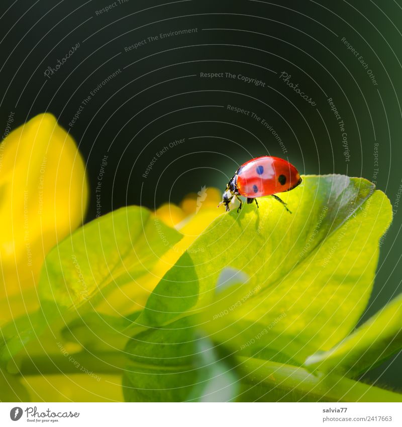 leuchtend Natur Frühling Pflanze Blatt Wildpflanze Wolfsmilchgewächse Tier Käfer Insekt Marienkäfer Siebenpunkt-Marienkäfer krabbeln gelb orange schwarz