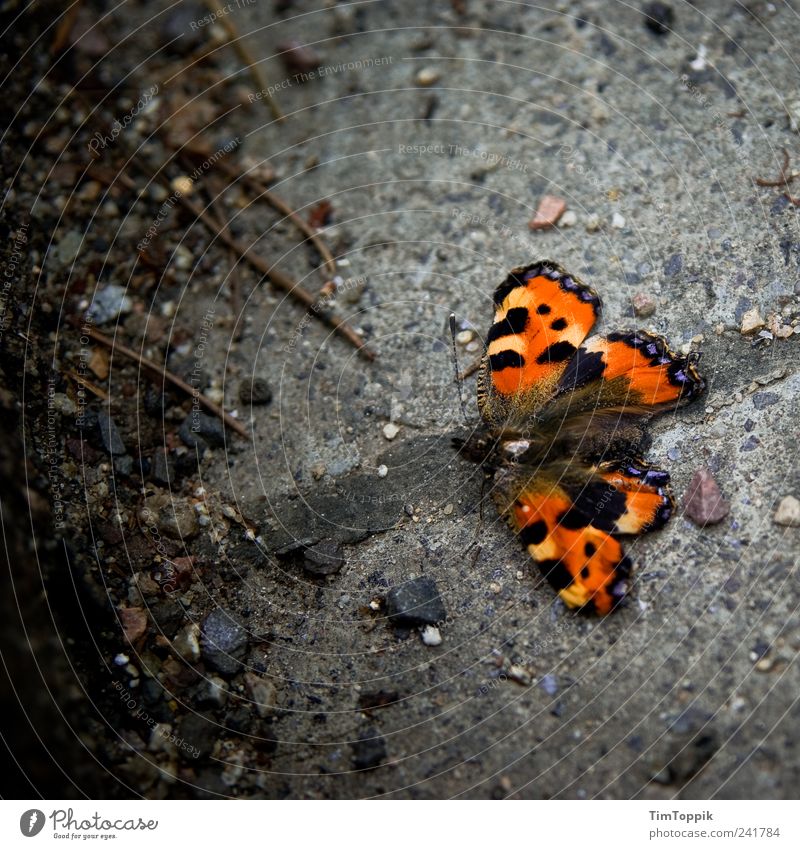 Alter Falter Tier schön Schmetterling Pflastersteine Fühler Flügel orange Kleiner Fuchs Vogelperspektive Tierporträt