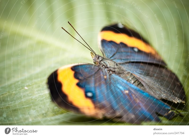 Butterfly´s break Natur Pflanze Blatt Grünpflanze Tier Schmetterling Flügel Insekt Fühler 1 sitzen warten exotisch schön natürlich blau gelb grün schwarz Pause