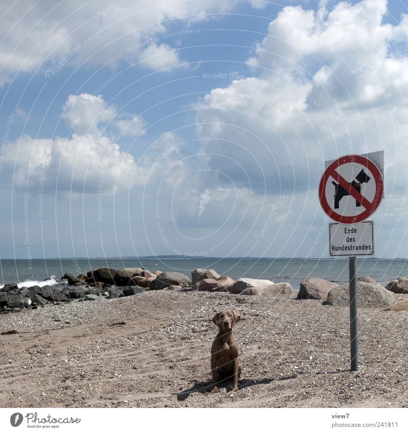 Hunde verboten! Natur Himmel Wolken Sommer Schönes Wetter Küste Strand Ostsee Tier 1 Stein Schriftzeichen Schilder & Markierungen Hinweisschild Warnschild