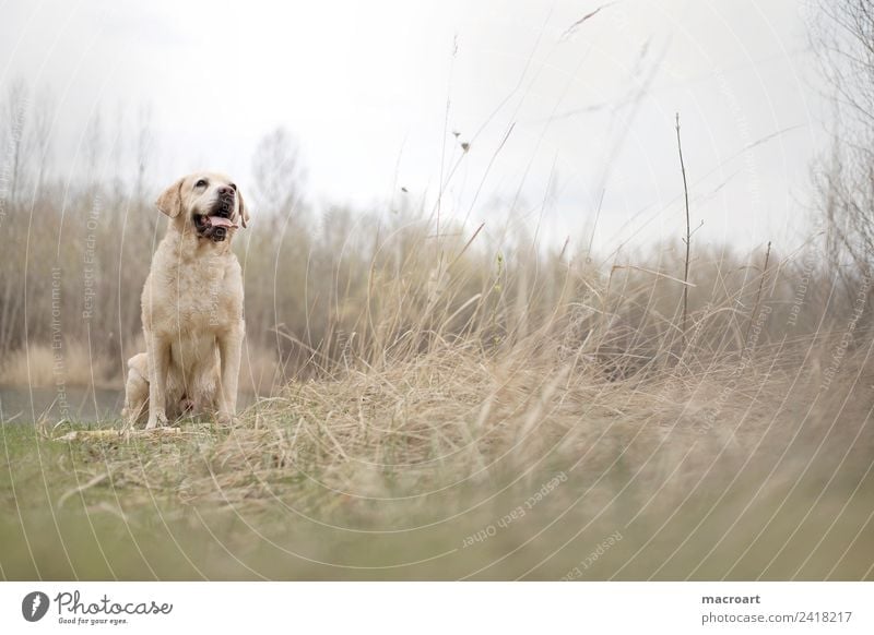 Labrador Retriever labbi retriever retriver Hund Rassehund blond Tier Haustier Gassi gehen Natur natürlich Außenaufnahme Spaziergang Tierzucht züchten