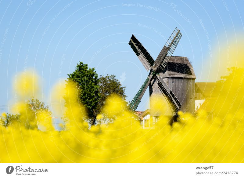 Windmühle hinter gelben Rapsblüten II Gebäude Sehenswürdigkeit Stadt blau braun mehrfarbig Windmühlenflügel Schönes Wetter Blauer Himmel Rapsfeld Ausflugsziel