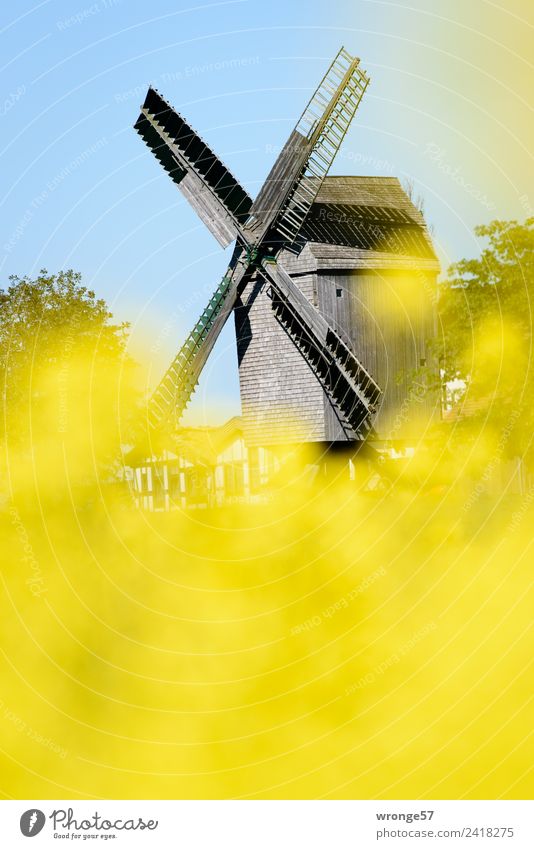 Windmühle hinter gelben Rapsblüten Windkraftanlage Sehenswürdigkeit Stadt blau braun mehrfarbig Windmühlenflügel Bockwindmühle Schönes Wetter Rapsfeld