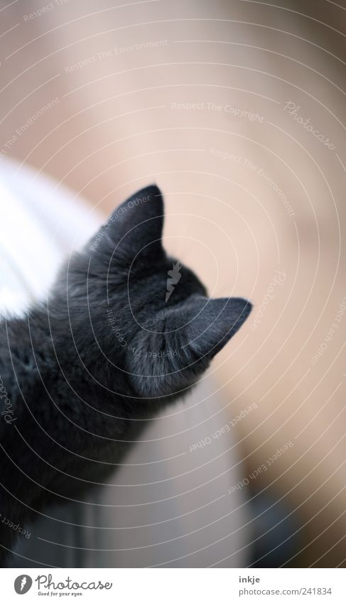 Ohren spitzen Häusliches Leben Haustier Katze Fell 1 Tier Tierjunges beobachten entdecken hocken Blick oben weich braun grau Gefühle Stimmung Kontrolle