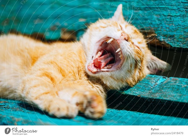 Rote Kätzchen Katze schläft auf einer Bank im Park bezaubernd Tier schön fangend Farbe Begleiter neugierig niedlich heimisch Ausdruck lustig Fell grün heiß