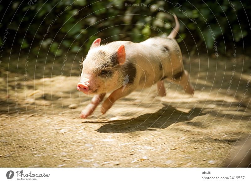 Junges Minischwein springt lebenslustig in der Natur. Lustiges, süßes, witziges, goldigen Baby Schwein springt zum Neujahr, Silvester, Jahresbeginn, Jahresende, Jahreswechsel. Silvester, Neujahr, Jahreswechsel. Glückwunsch, Freude, Glück, Wünsche, Jubiläum