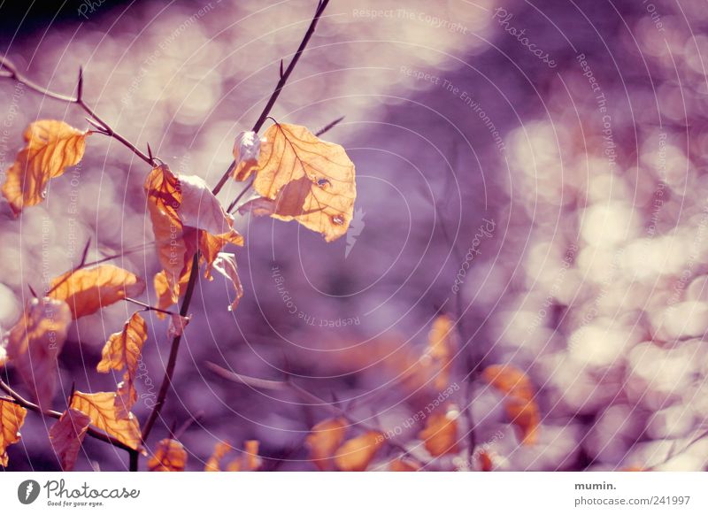 Herbstblatt II Natur Pflanze Baum Blatt Wärme braun gelb gold violett Farbfoto Außenaufnahme Detailaufnahme Textfreiraum rechts Tag Schwache Tiefenschärfe