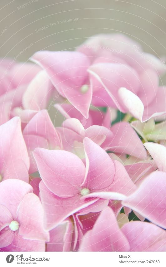 Rosa Pflanze Frühling Blume Blüte Blühend Duft rosa Hortensie Hortensienblüte zart Farbfoto Nahaufnahme Makroaufnahme Muster Strukturen & Formen Menschenleer