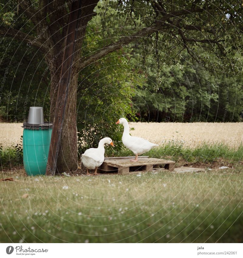 gänse Natur Landschaft Sommer Pflanze Baum Gras Sträucher Grünpflanze Wildpflanze Tier Nutztier Gans 2 Tierpaar frei natürlich grün weiß Farbfoto Außenaufnahme