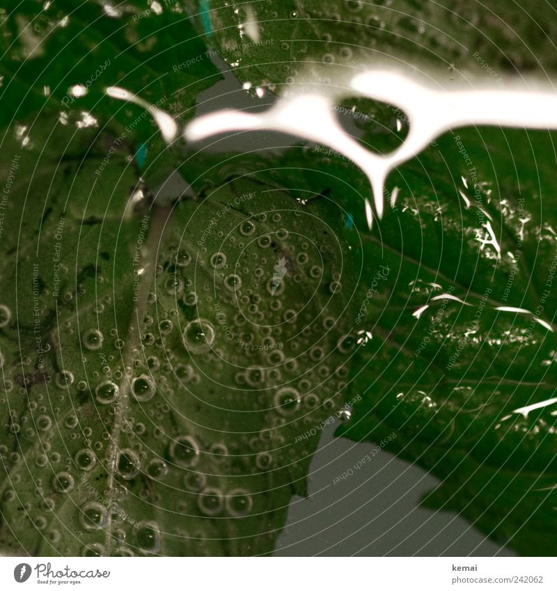 Luftblasen Lebensmittel Kräuter & Gewürze Minze Minzeblatt Erfrischungsgetränk Alkohol Spirituosen Mojito Cocktail grün sprudelnd Flüssigkeit Blattadern