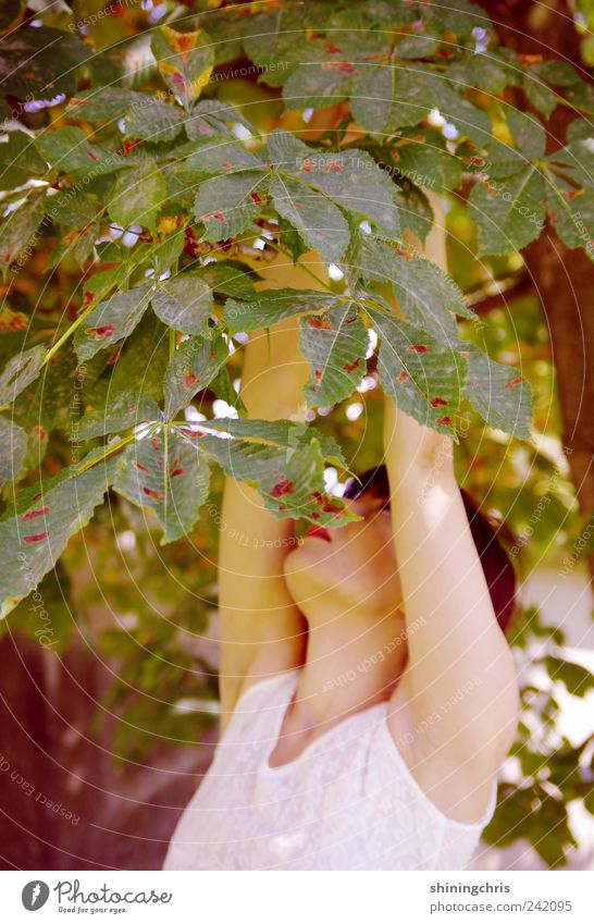 goldmarie feminin Junge Frau Jugendliche 18-30 Jahre Erwachsene Natur Sommer Kastanienbaum berühren Leichtigkeit pflücken strecken Märchen verstecken