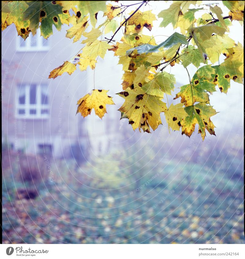 im Herbst der Nebel Freizeit & Hobby Wohnung Garten Natur Pflanze Tier Klima Baum Blatt Park Fassade Duft natürlich trashig trist Stimmung Idylle Lebensfreude